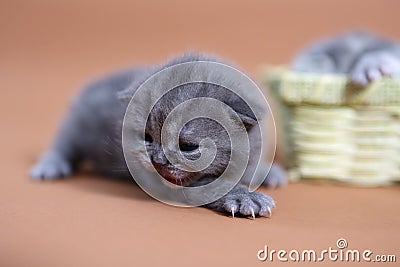 Cute small kitten Stock Photo