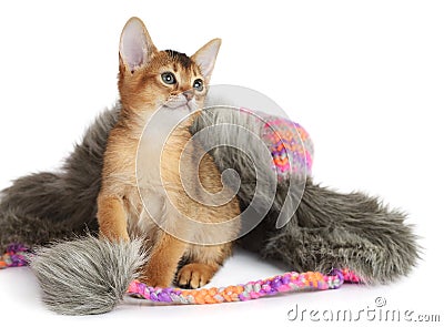 Cute small kitten sitting in a hat Stock Photo