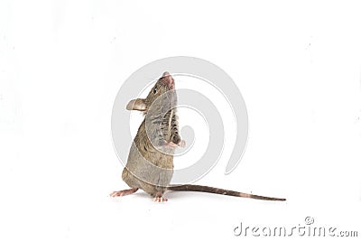 Small mouse isolated on a white Stock Photo