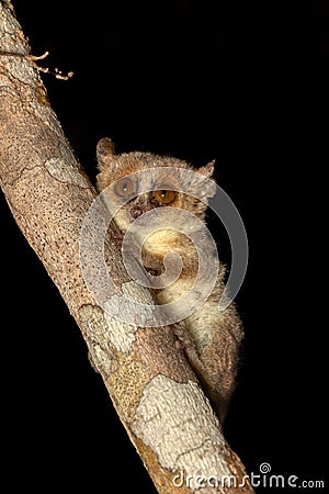 Madame Berthe`s mouse lemur, Microcebus berthae, Madagascar wildlife animal Stock Photo