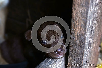 Cute small puppy in wooden kennel, closeup Stock Photo