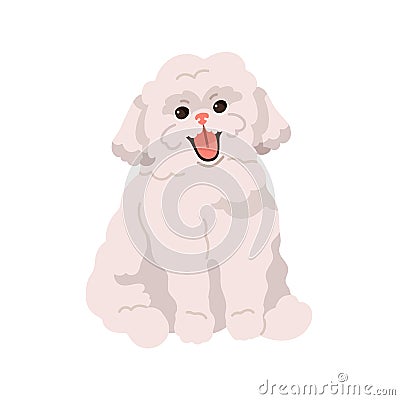Cute small toy dog of Bichon frize breed. Happy fluffy puppy. Smiling adorable funny pup. Purebred little canine animal Vector Illustration