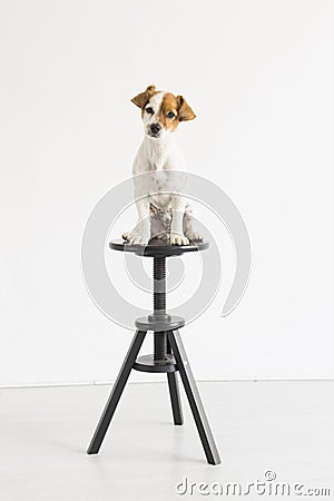 Cute small young dog sitting on a black stool over white background and looking at the camera. pets indoors Stock Photo