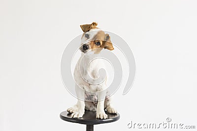 Cute small young dog sitting on a black stool over white background and looking at the camera. pets indoors Stock Photo