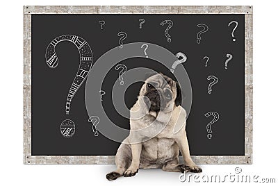 Cute smart pug puppy dog sitting in front of blackboard with chalk question marks Stock Photo