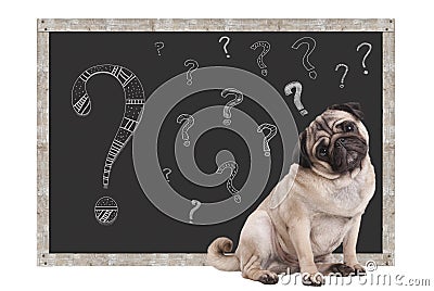 Cute smart pug puppy dog sitting in front of blackboard with chalk question marks, isolated on white background Stock Photo