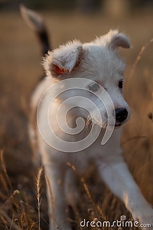 Cute Dog Border Collie in the grass Stock Photo