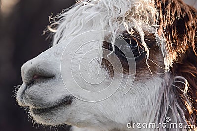 Cute smiling alpaca potrait Stock Photo