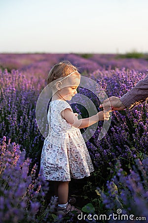 Cute smiling baby girl with blonde curly hair wearing a white dress walking on a lavender field. Little girl taking a bouquet of l Stock Photo