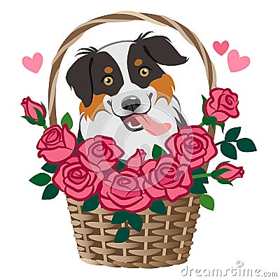 Cute smiling herding dog sitting in basket of roses vector cartoon illustration isolated on white. Pet lovers, friendship, love, Cartoon Illustration