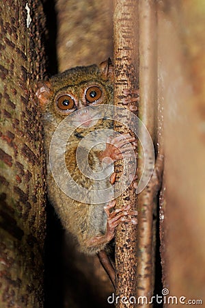 Tarsier, the smallest primate, Tangkoko, Sulawesi, Indonesia Stock Photo