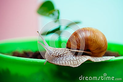 Cute snail near green plant. Natural remedies. Adorable snail close up. Little slime with shell or snail in plant pot Stock Photo