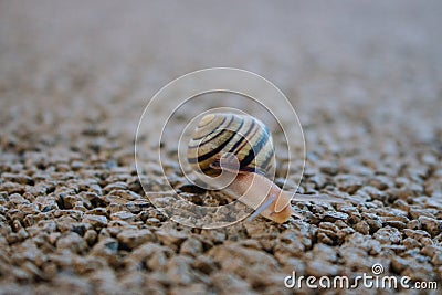 Cute snail with shell on trail macro. Nature close up. Small mollusk on sand. Wildlife background. Stock Photo