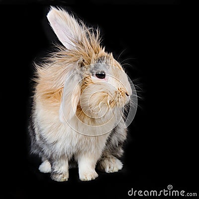 Soft beige lop rabbit on black background Stock Photo