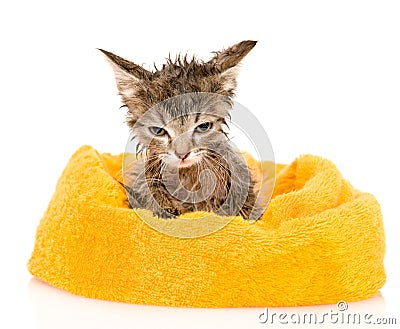 Cute soggy kitten after a bath. isolated on white background Stock Photo