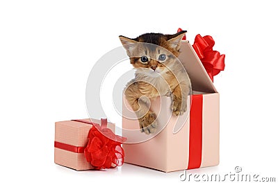 Cute somali kitten in a present box Stock Photo