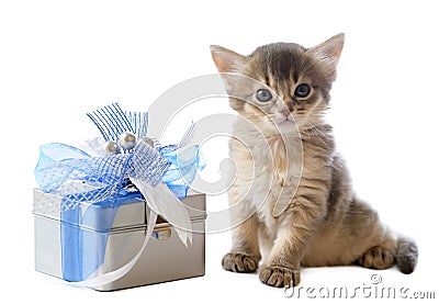 Cute somali kitten sitting near a present box Stock Photo