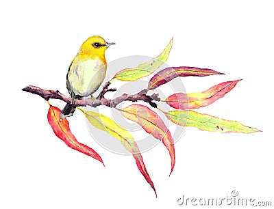 Cute song bird on autumn twig with red and yellow leaves. Water color Cartoon Illustration