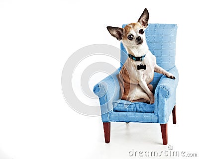 Cute Sophisticated Chihuahua sitting in small comfy chair isolated on white Stock Photo