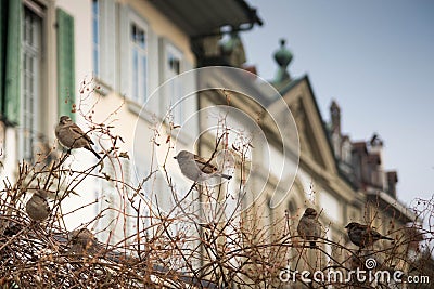 Cute sparrows on a bush on a cold winter day. Stock Photo