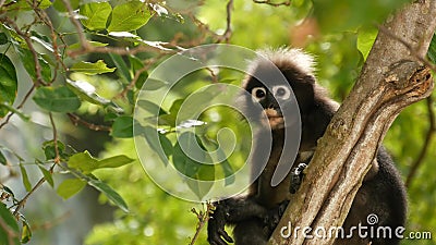 Cute spectacled leaf langur, dusky monkey on tree branch amidst green leaves in Ang Thong national park in natural habitat. Stock Photo