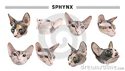 Cute Sphynx cats on white background, collage. Banner design Stock Photo