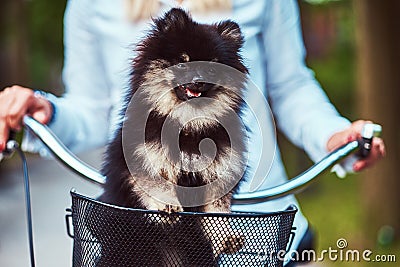 Cute Spitz dog in the bicycle basket on a ride. Stock Photo