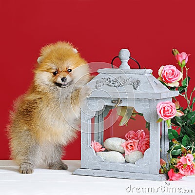 Cute spitz dog puppy Stock Photo