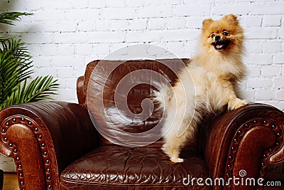 Cute Spitz dog sitting in armchair Stock Photo