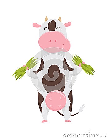 Cute spotted cow eating grass, funny farm animal cartoon character vector Illustration on a white background. Vector Illustration