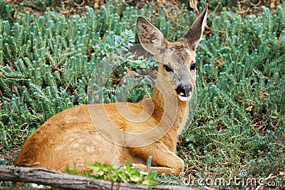 Cute spotted little wild fallow deer outdoor Stock Photo