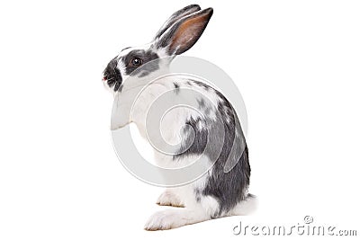 Cute spotted rabbit standing on his hind legs Stock Photo