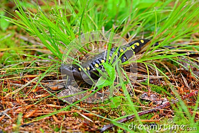 Cute Spotted Salamander approaching camera; Stock Photo