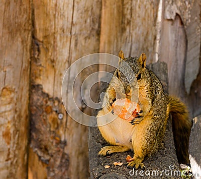 cute squirel eating food Stock Photo