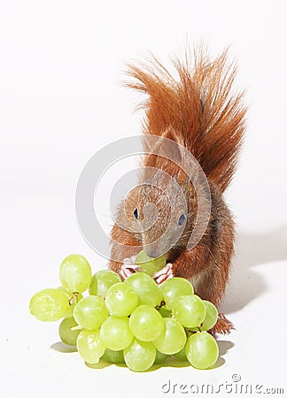 Cute squirrel Stock Photo
