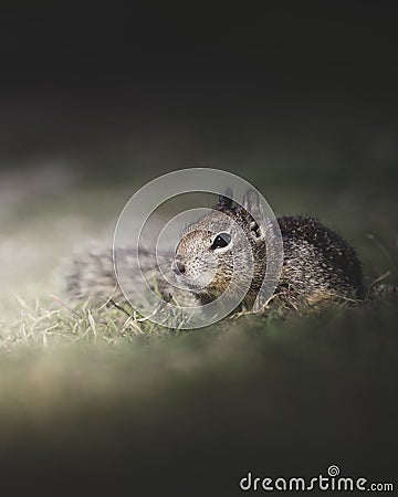 Cute Squirrel Crawling through the Grass in Springtime Stock Photo