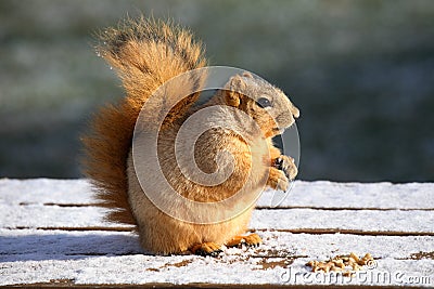 Cute Squirrel Eating Stock Photo