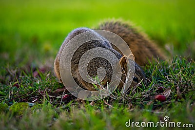 Cute squirrel forages for food in grass Stock Photo