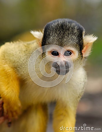 Cute squirrel monkey Stock Photo