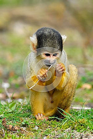 Cute squirrel monkey Stock Photo