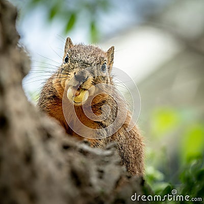 Cute squirrel with a nut in his mouth Stock Photo