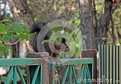 Cute squirrel sitting on the old peeling fence Stock Photo