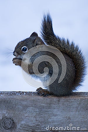 Cute squirrel sitting in the winter snow eating a nut Stock Photo