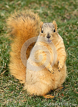 Cute Squirrel Standing Stock Photo