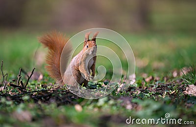 Cute squirrel standing on two paws. Stock Photo