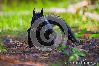 Cute squirrel stands up on its hind legs, surveying its surroundings with bright eyes. Stock Photo