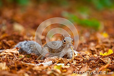 Cute squirrel in the wild with autumn leaves as background Stock Photo