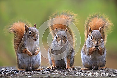 Cute squirrels Stock Photo