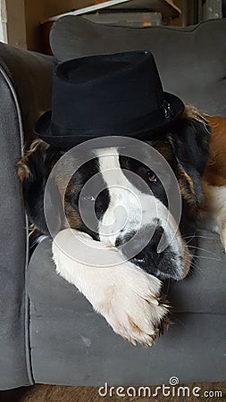 Cute St. Bernard Wearing Fedora Hat Stock Photo