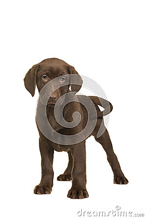 Cute standing chocolate brown labrador retriever standing isolated on a white background Stock Photo